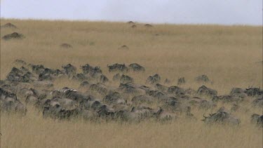 Herd of Wildebeest and herd of zebra