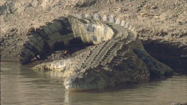 Croc lying on bank, stationary, facing camera. Nice definition of scales on tail and back.