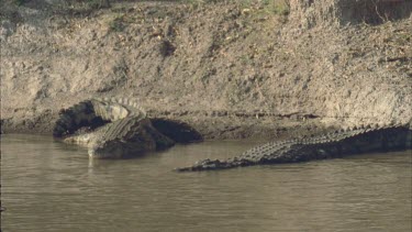 Two Crocs lying on bank, stationary, facing camera. Nice definition of scales on tail and back.