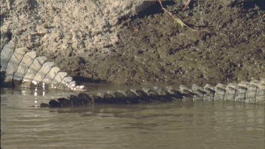 crocodile's tails, pan left to right and back along full length of body as croc lies on bank