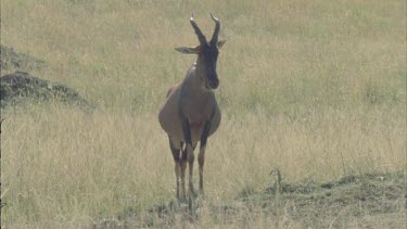 Male Topi facing camera, takes fright and runs in arc, camera follow movements, joins second topi and looks at camera from safer distance.