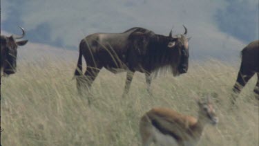 wildebeest walking in single file as if marching