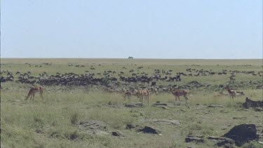pan across very large herd of migrating wildebeest. Small herd of impala in foreground.