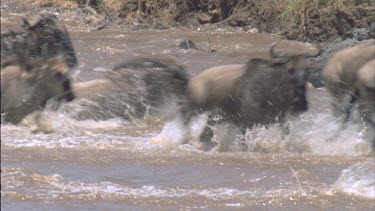 large herd of Wildebeest crossing Mara river, jumping over rocks and stones.