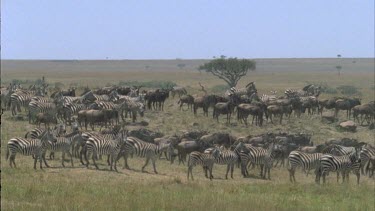 very large herds of zebra and wildebeest standing on grassy plain. A solitary acacia in the background.