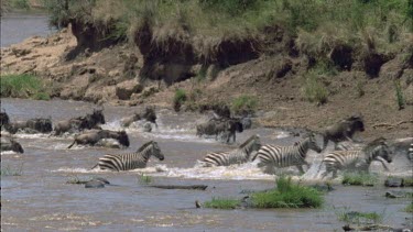 large herd of zebra and wildebeest crossing Mara river. Getting faster as they approach the bank. Wary of crocodiles.
