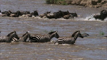 large herd of zebra and wildebeest crossing Mara river in separate "lanes".