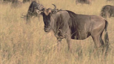 Wildebeest looking to camera turns to run through straw colored grass, late afternoon.