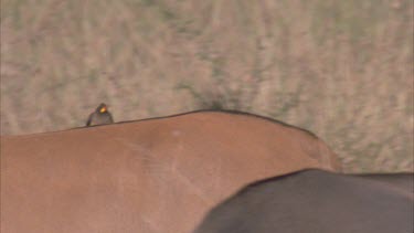 Oxpecker preening feathers on grazing eland's back