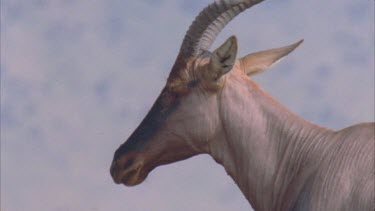 Eland standing on top of mound. of head, chewing and flicking flies off body. Side profile.