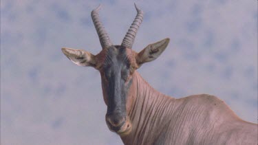 Eland standing on top of mound. of head, chewing and flicking flies off body. facing camera