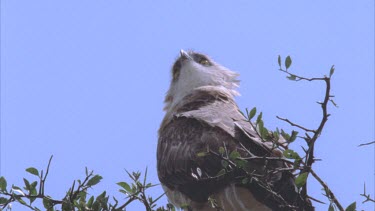 Martial eagle perched in thorny acacia