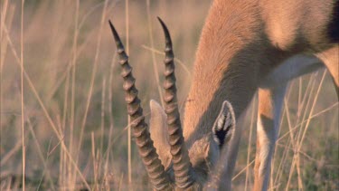 Thompson's gazelle grazing, side profile, head turns around facing camera
