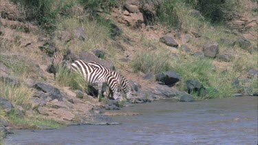 Zebras drinking at river