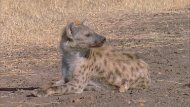 Hyena lying down,