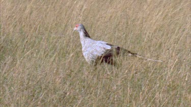 Walking through grass, looking for potential prey.