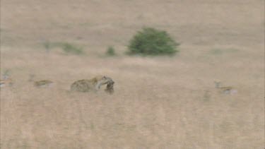 Hyena running through frame with kill, through wildebeest herd.