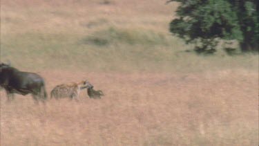 Hyena running through frame with kill, through wildebeest herd.
