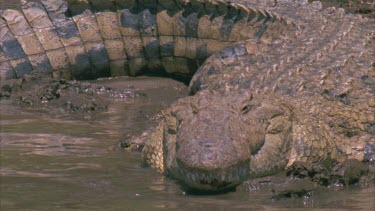 Single large croc lying on bank, head in water, tail curled around body, definition of scales, and armor