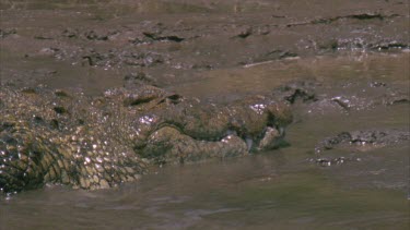 Single large croc coming up onto muddy bank to bask