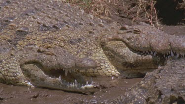 crocs on bank basking, gaping, showing teeth.