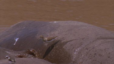 wader walks over basking hippo