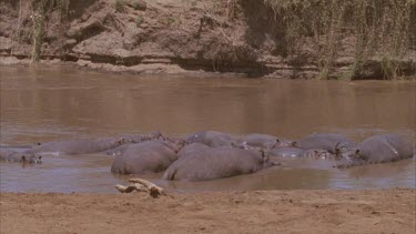 Group of hippos basking in the river