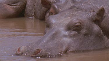 Hippo head pan to wound, scar from fight.