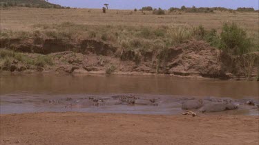 Group of hippos basking in the river, savannah in background