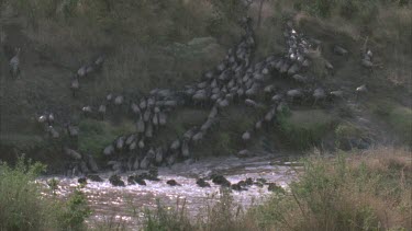 Herd of wildebeest swimming across river, climbing up river bank, right to left