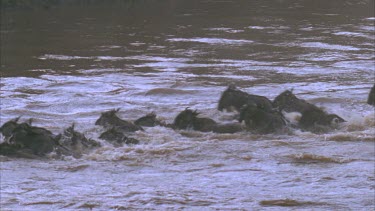 Herd of wildebeest swimming across river, climbing up river bank, right to left