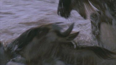 Individual wildebeest swimming across river and climbing up river bank