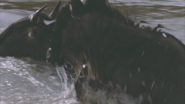 Individual wildebeest swimming through water and emerging onto river bank