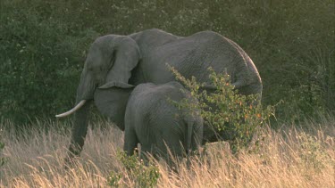 African elephant with calf, rear shot, calf nuzzling
