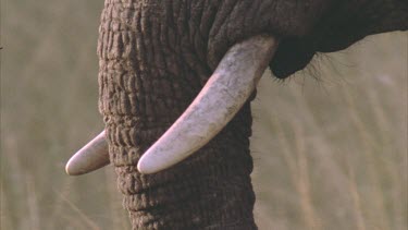African elephant tusks and trunk, elephant walks across frame