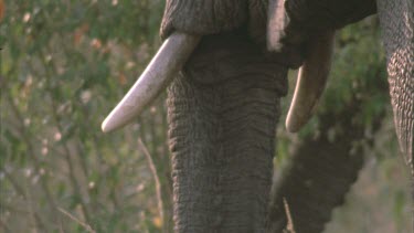 African elephant tusks, trunk and rear, elephant exits frame left