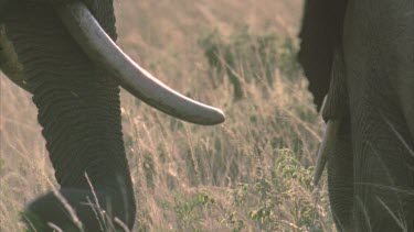 African elephants x2, with calf, rear shot of tusks and trunks