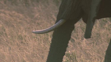 Single African elephant tusk and trunk