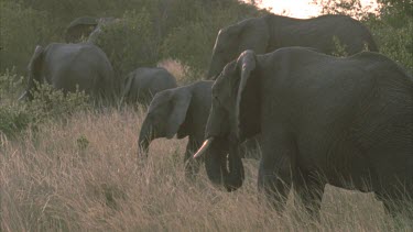 Herd of African elephants, one calf, feeding