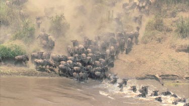Large herd of wildebeest crossing river dusty bank dramatic footage