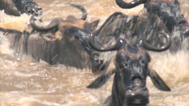 head of wildebeest crossing river dusty bank dramatic footage