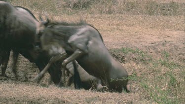 herd of wildebeest re emerge above from river crossing dramatic footage