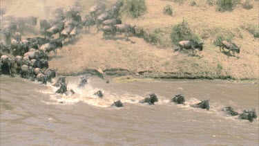 herd of wildebeest river crossing dramatic footage