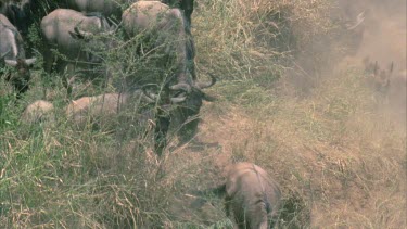 herd of wildebeest river crossing dramatic footage