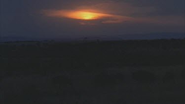 Head of wildebeest at dusk in the sunset dark shot