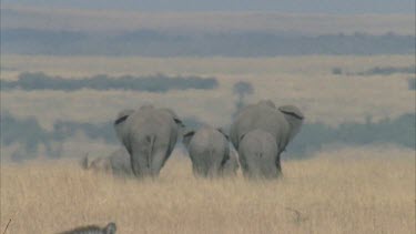 Small herd of elephants walk away from camera heat haze in foreground wildebeest pass in background