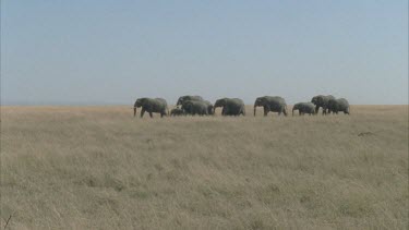 Herd of elephants make their way right to left of screen across savannah great shot