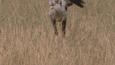 secretary bird stomps on, kills and eats prey .