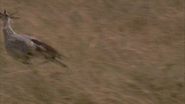 secretary bird chases then stomps on, kills and eats prey .