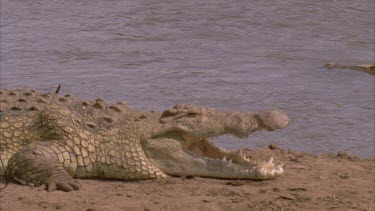 Nile croc mouth agape another floats down river behind